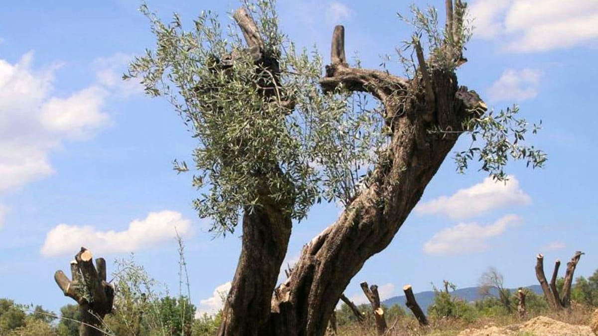 Doğa ve gelecek, madenciliğin gölgesinde nasıl yok ediliyor?