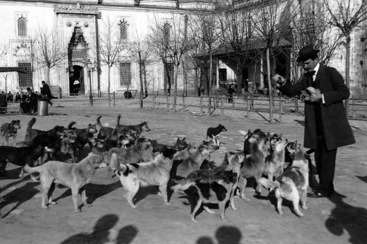 İstanbul. Sokak Köpekleri.