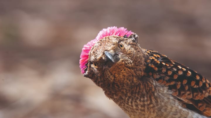 Planet Earth belgeseli ekranlara dönüyor