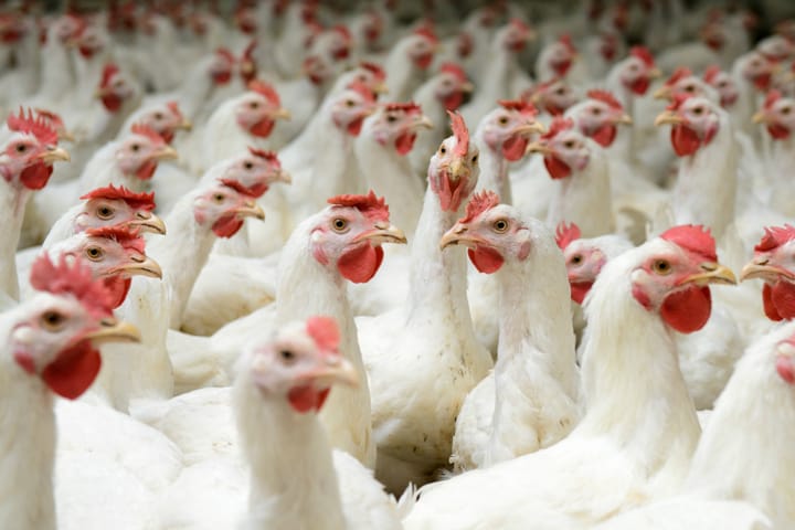 Tavuk nugget nasıl çağımızın gerçek simgesi oldu?